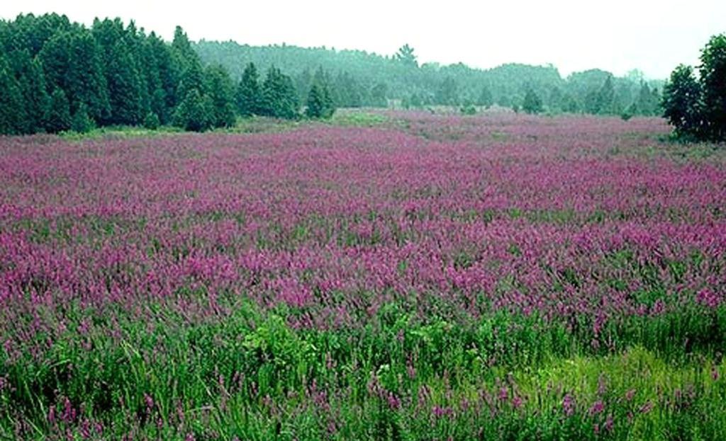 Purple loosestrife Lythrum salicaria - herbaceous