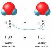Hydrogen Ions from Water In the self-ionization of water, a proton (hydrogen ion) transfers from one water molecule to another water