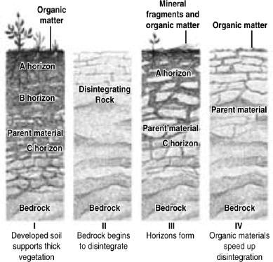 Put the following pictures in the correct order for soil development.