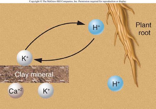 vegetation: source of organic matter in soil! produces oxygen and carbon dioxide -- chemical weathering! yields H + for ion exchange in feldspars/clays that gives!