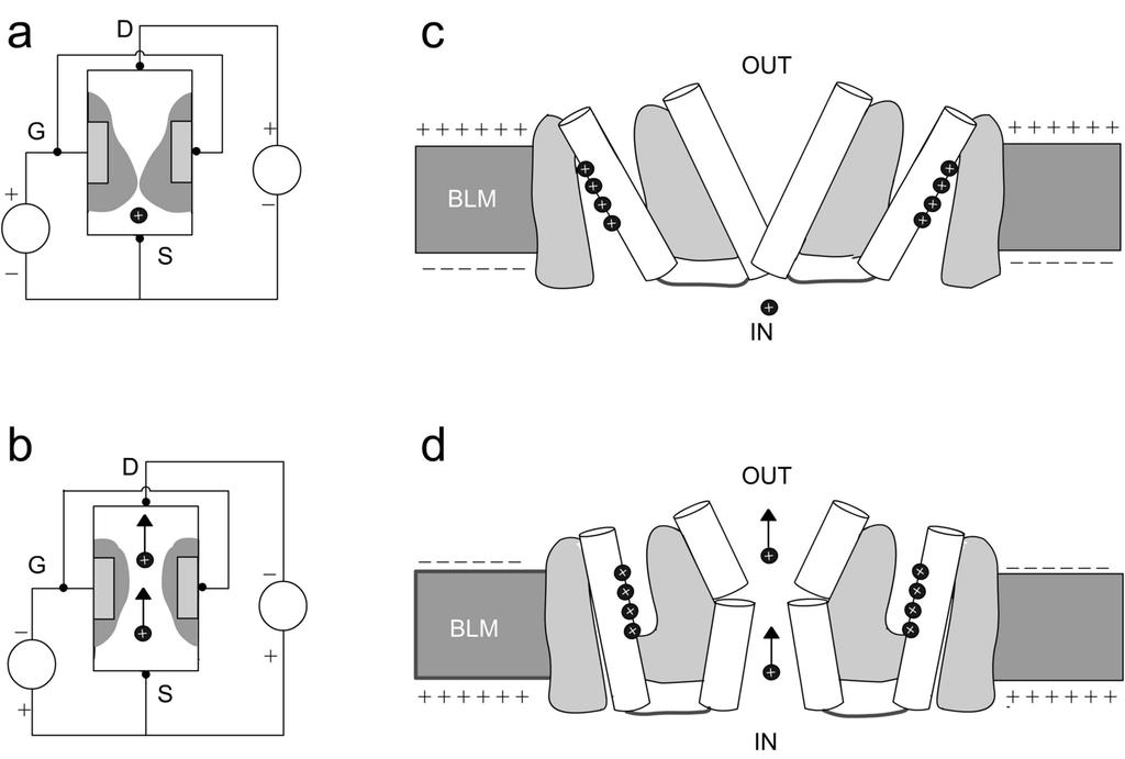 BEZANILLA: VOLTAGE-GATED ION CHANNELS 35 Fig. 2. Comparison between a field-effect transistor (FET) and a voltage-gated ion channel.