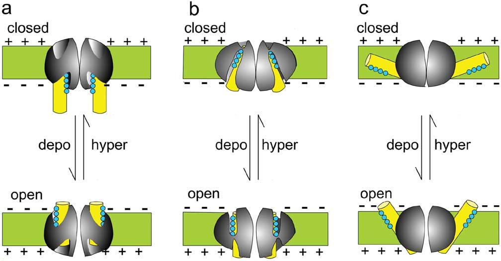 BEZANILLA: VOLTAGE-GATED ION CHANNELS 41 Fig. 7. Three models of the voltage sensor. (a) Helical screw model. (b) Transporter model. (c) Paddle model.
