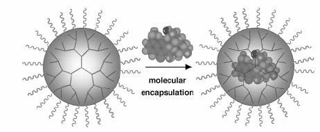 Dendritic Macromolecules as Unimolecular Micelles for