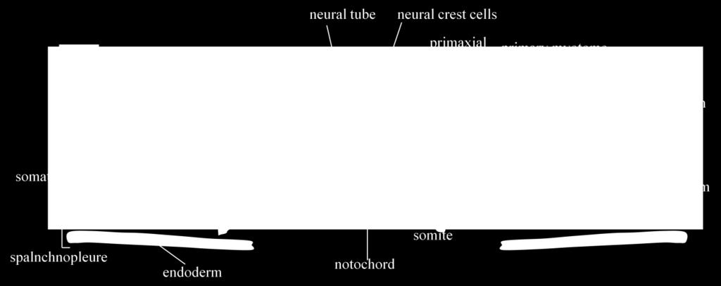 the following structures, cells, or