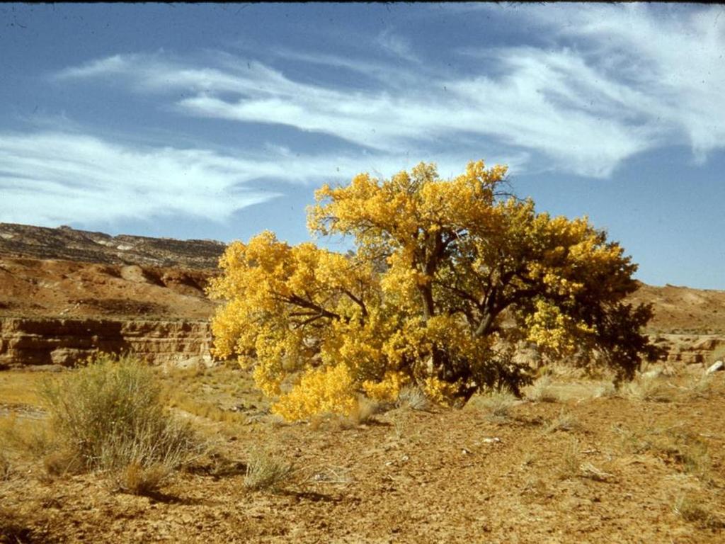 Presenter s notes: Cottonwood in Coleman Wash, east