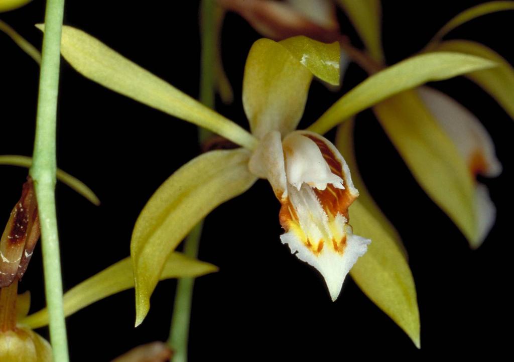 Lok et al.: Rediscovery of Coelogyne rochussonii in Singapore Fig. 4. Close-up of a Coelogyne rochussenii flower. Scale bar = 1 cm. (Photograph by: Peter O Byrne).