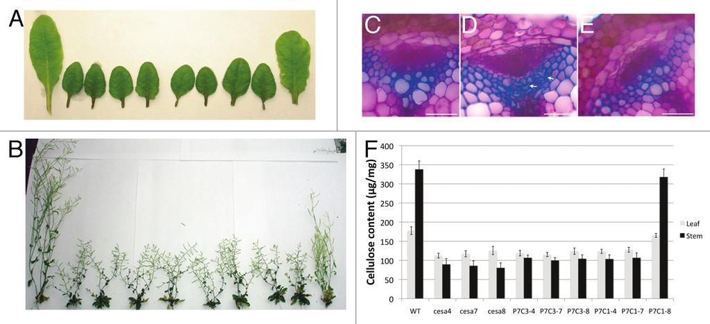 Figure 3. P7C1 partially complements morphological and molecular defect in irx1cesa8. (A) Leaf morphology of secondary cesa mutants and various promoter-swap transmormants in secondary cesa mutants.