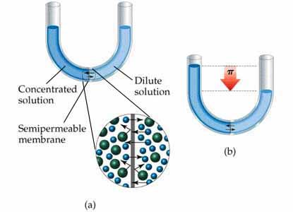 solute molecules or ions. This semipermeable character is due to a network of tiny pores within the membrane. Consider a situation in which only solvent molecules are able to pass through a membrane.