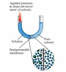 the column of solution on the left becomes high enough to exert sufficient pressure at the membrane to counter the net movement of solvent.