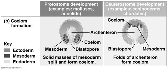 called schizocoelous development In deuterostome development