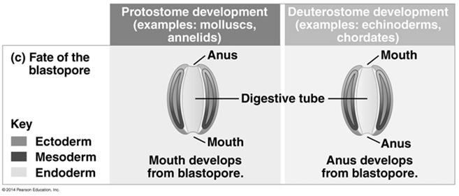 Fate of the Blastopore In protostome development the blastopore becomes the mouth In deuterostome development the blastopore becomes the anus 34 Animal Diversity