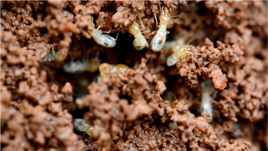 Termites as builders Major and minor workers continually modify and remodel the mound structure and maintain its