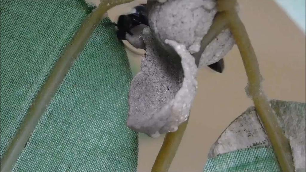 Potter wasps building nests