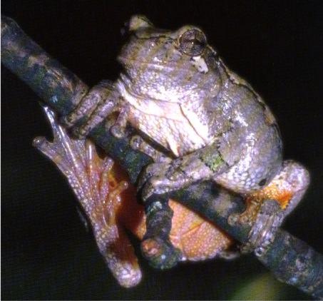 The mating songs of these frogs are unique and their number of chromosomes are different. Therefore these frogs do not mate and if they did, they would be unable to produce viable offspring (Hv.