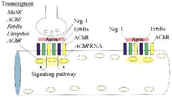 506 Burden Figure 2 (A) Neuregulin-1 is a favored candidate for a signal that regulates synapse-specific transcription.