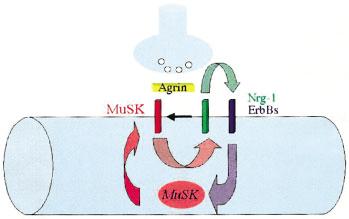 regulates Agrin/MuSK by stimulating MuSK expression (red arrow). as the pattern of AChR transcription is normal in newborn mice lacking Nrg-1 specifically in motor and sensory neurons (Yang et al.