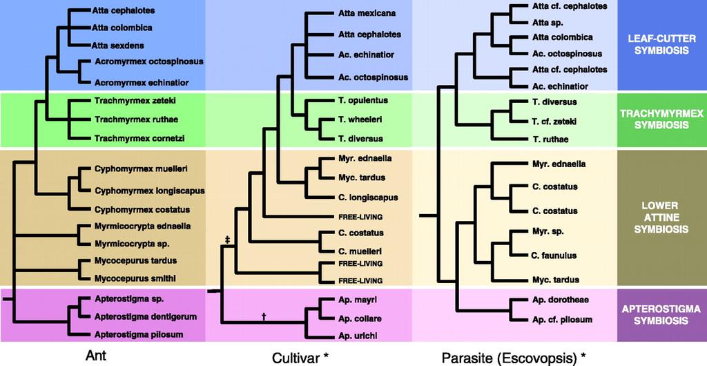C. R. Currie et al. Ancient tripartite coevolution in the attine ant-microbe symbiosis. Science 299, 325. (2003).