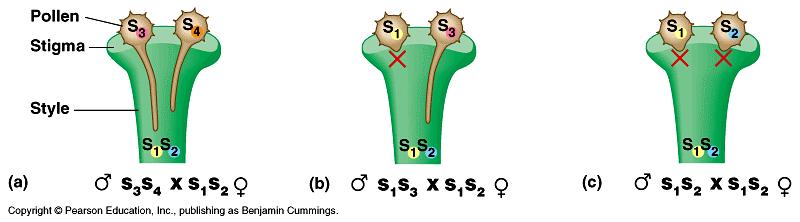 Ways to reproduce and avoid the disadvantages of sexual reproduction 1. Self-pollination or selfing. This is sexual reproduction (i.e. it involves meiosis and fertilization), but offspring from selfing are genetically very similar to the parent 2.