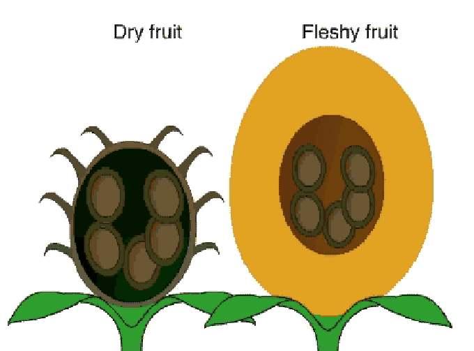 Fruit and Seed dispersal 2 main kinds of fruit: