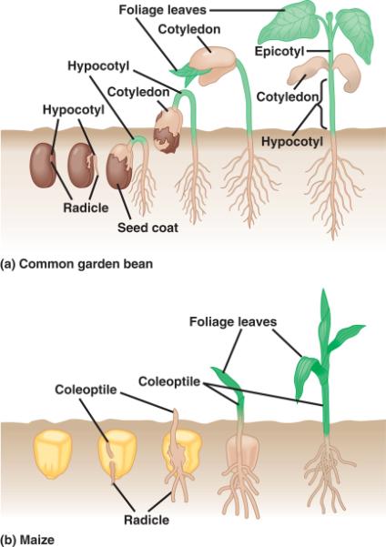 Figure 38. 8 Review: Three types of seed structure The four steps of seed germination: 1.