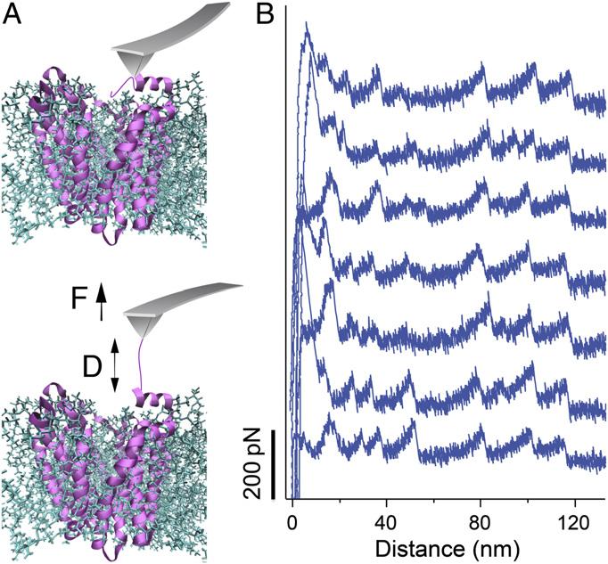 and mechanical properties of the structural elements in a membrane protein in a physiologically relevant environment (20, 21).