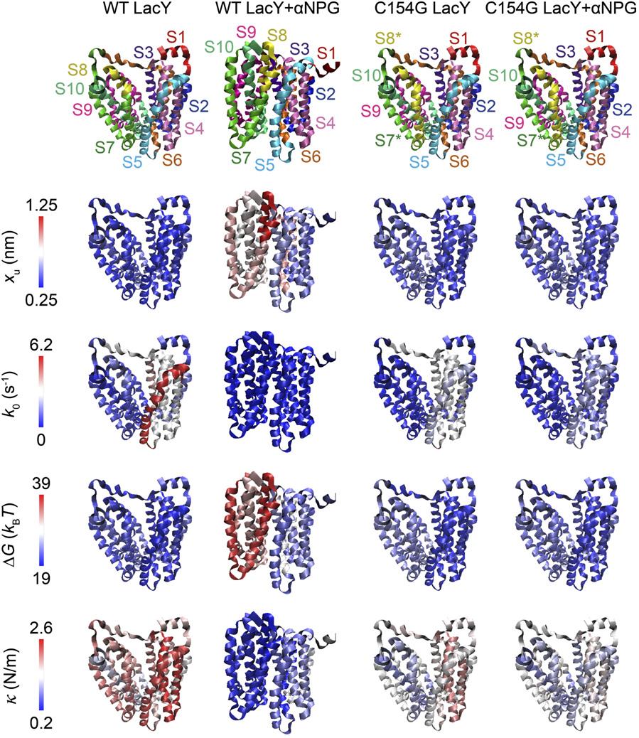 PNAS PLUS Fig. 8. Mapping the conformational, kinetic, energetic, and mechanical properties of WT and mutant C154G LacY in the absence and presence of substrate.