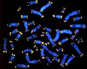 position karyotype telomeres repeated sequences at the ends