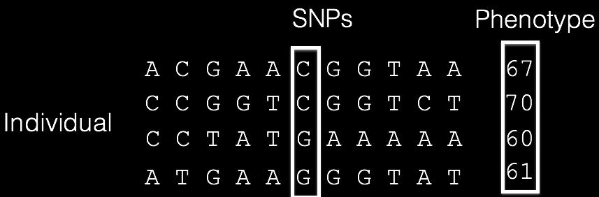 GWAS Simplest form: Univariate regression between SNP and continuous phenotype.