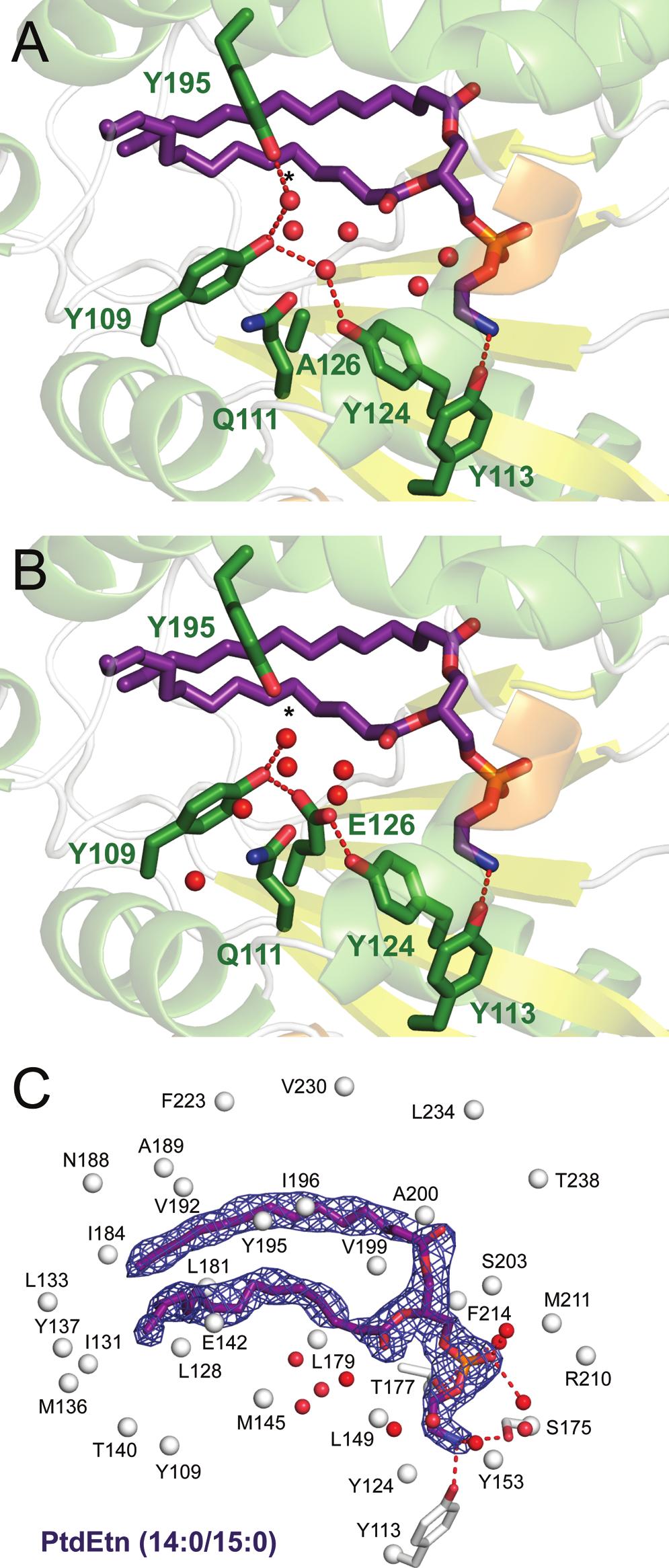 Figure 5: Crystal structure of Sfh1E126A bound to PtdEtn. The hydrophilic patch in (A) Sfh1E126A::PtdEtn and (B) Sfh1::PtdEtn (pdb 3B74).