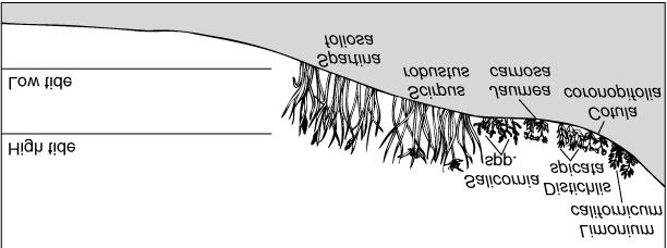 Highest: Jaumea, Distichlis, Limonium Upper boundaries set by competition, lower by physiological tolerances Marsh Diversity Species