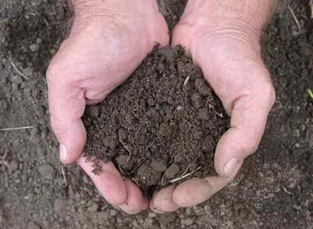 What is soil? Or is it Dirt?