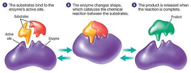 **Enzymes have an active site that is molded so the reactants will fit properly.