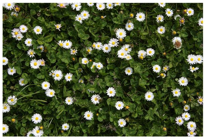 Quiz 9. Does the distribution of these daisies look randomly for you? 10.
