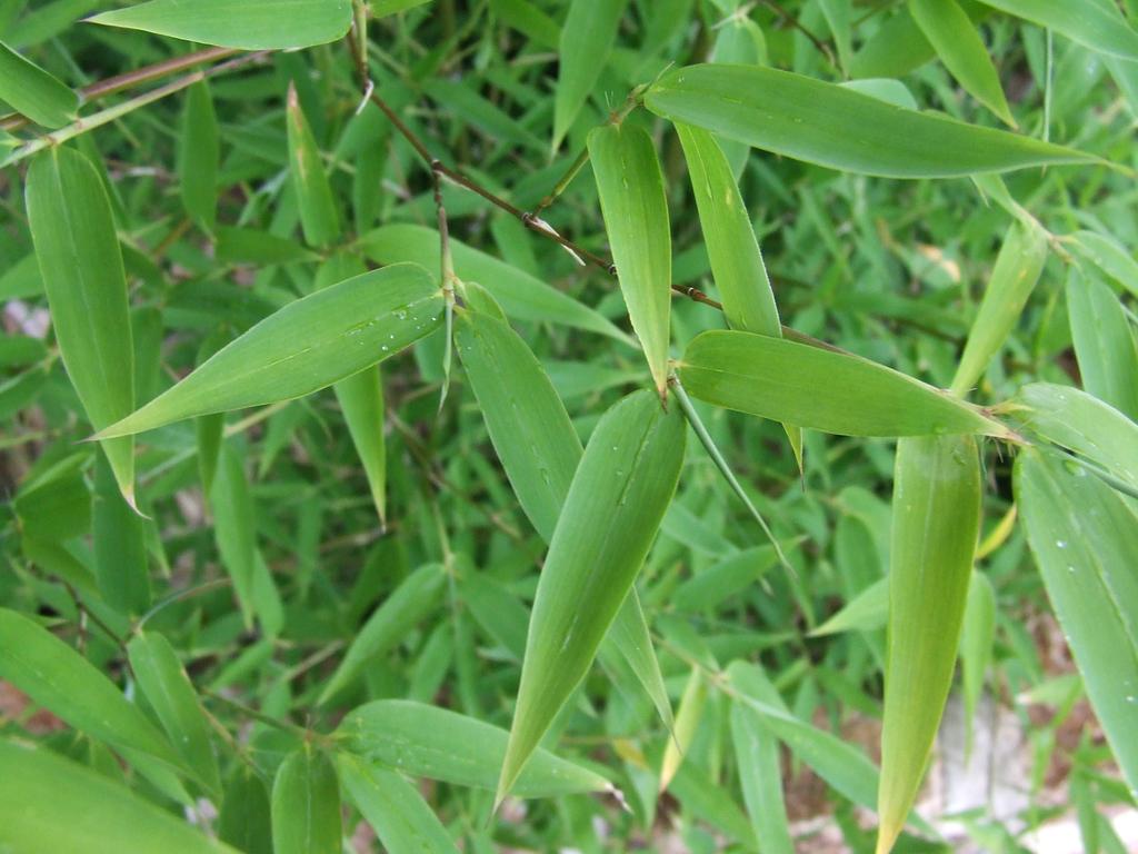 When you plant bamboo in your garden consider: I.D. the species, and know the growth pattern, clumping (sympodial) or running (monopodial).