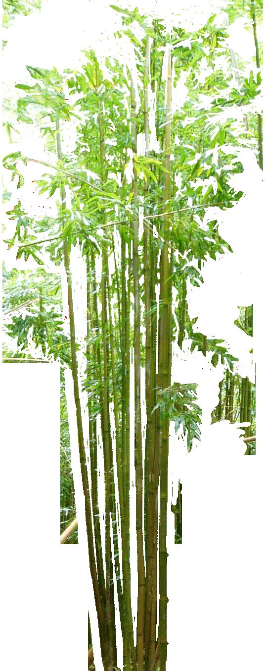 SYSTEMATICS & TAXONOMY Bamboos have long been considered