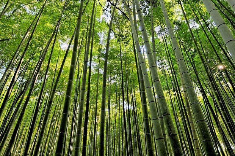 ECOLOGY (cont.) Unlike all trees, bamboo culms emerge from the ground at their full diameter and grow to their full height with no branching.