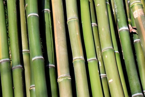 CULTIVATION Bamboo is not difficult to grow, prefers but does not need rich moist soil, and has been grown in hydroculture.