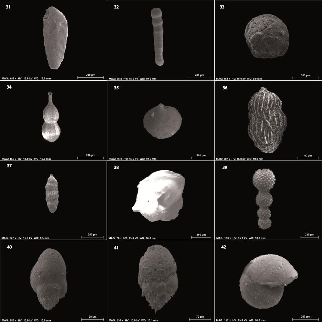 104 Amakrane et al. - Paleoenvironment, sequence stratigraphy of the late Miocene, Guercif basin, Morocco Figure 7. Scanning Electron Microscopy (SEM) of benthic foraminifera. 31-37.