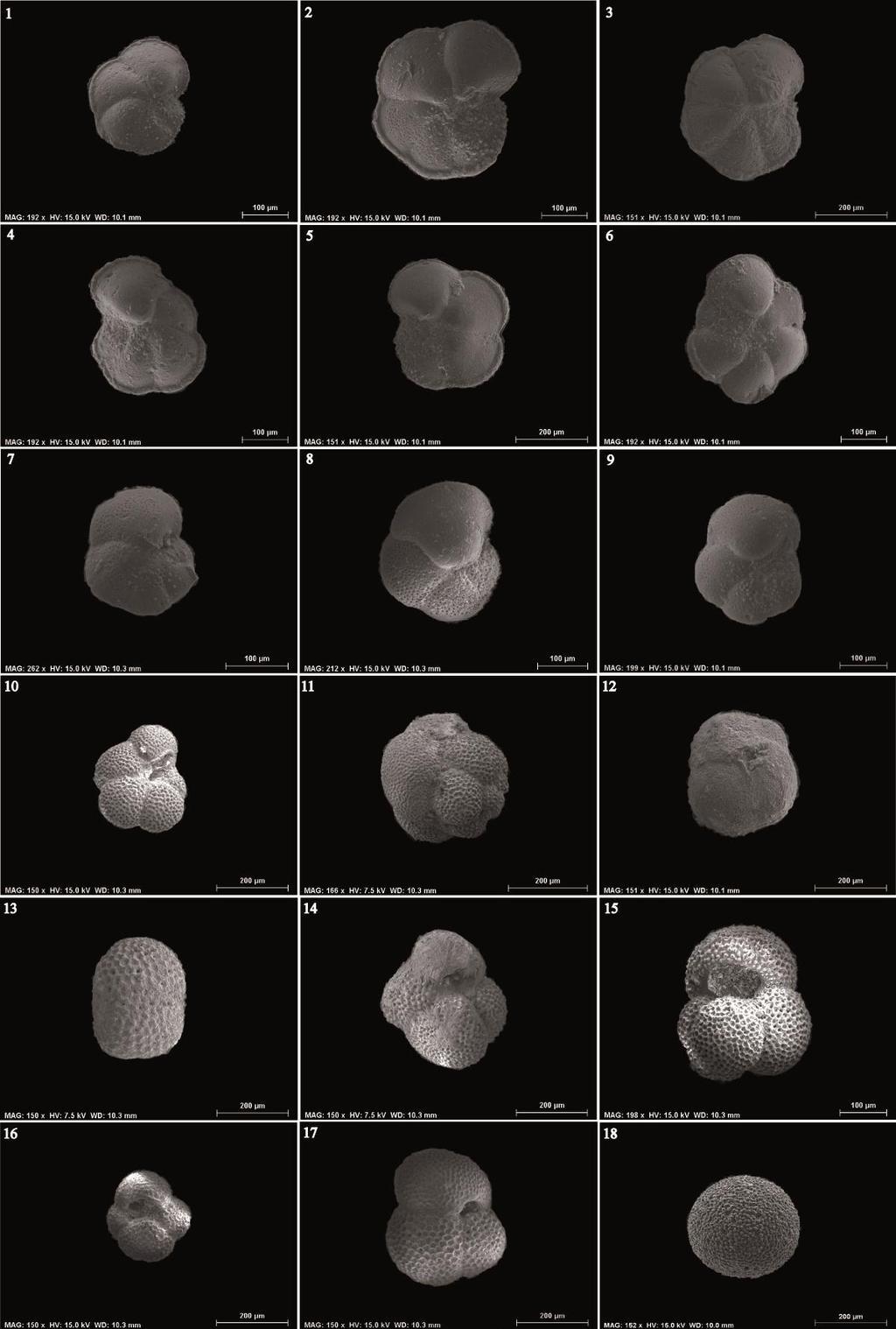 100 Amakrane et al. - Paleoenvironment, sequence stratigraphy of the late Miocene, Guercif basin, Morocco Figure 3. Scanning Electron Microscopy (SEM) images of planktonic foraminifera. 1-3.