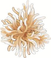 Sea anemones, sponges, oysters and barnacles are examples of animals that are unable to move their