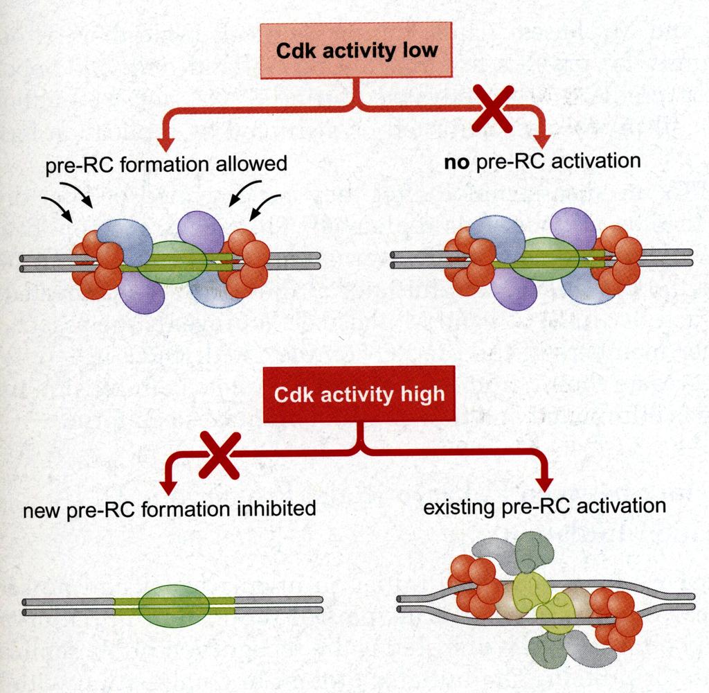 Regulation of Initiation by Cyclin-dependent Kinases! Fig. 8-30.