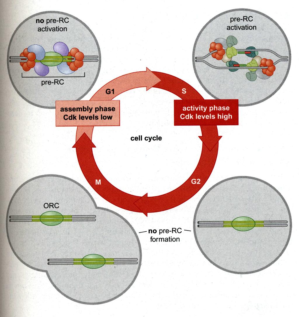 Cell Cycle Regulation of Pre-RC Formation! Cdc7 & Cdk2! Fig. 8-30.