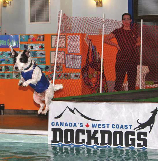 Did You Know? Dock jumping competitions started in 2000 and have spread throughout the world, with events in Canada, United States, Great Britain, Japan, Australia, and Germany.