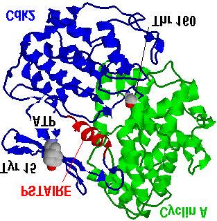 Cyclins are helix bundles, and share a common core of about 100 amino acids (blue/green) that make up the five helices that contact the CDK.