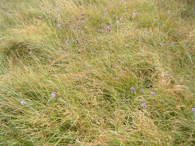 Irish Semi-natural Grasslands Survey: Counties Cork and Waterford BEC Consultants 2008 Distribution This sward type is fairly frequent in western Cork with scattered sites in Waterford and Roscommon,