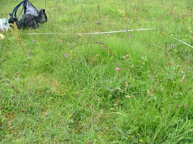 Irish Semi-natural Grasslands Survey: Counties Cork and Waterford BEC Consultants 2008 Distribution This rather rare sward
