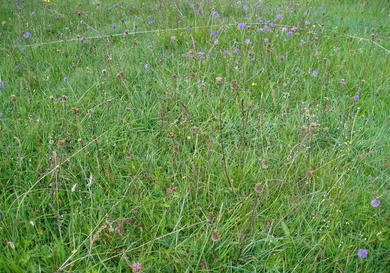 Damp sward of Molinia caerulea, Festuca rubra, Succisa pratensis, Filipendula ulmaria and Rhinanthus minor with Trifolium