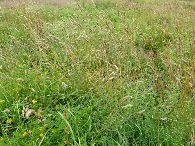 Irish Semi-natural Grasslands Survey: Counties Cork and Waterford BEC Consultants 2008 Distribution This sward type was recorded
