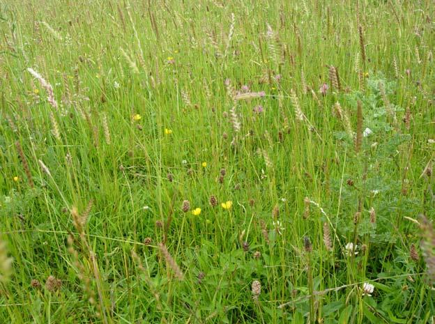 Irish Semi-natural Grasslands Survey: Counties Cork and Waterford BEC Consultants 2008 Distribution This sward type occurs