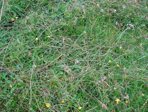 Dry sward of Cynosurus cristatus, Prunella vulgaris, Holcus lanatus and Plantago lanceolata, Kildermody, Waterford.